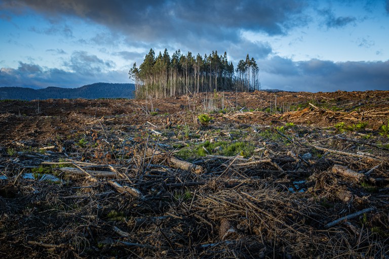 Zerstörte Wälder
